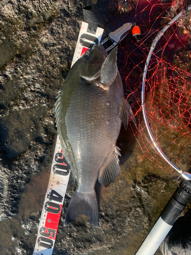 メジナの釣果