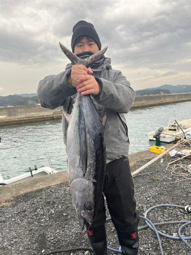 ビンチョウマグロの釣果