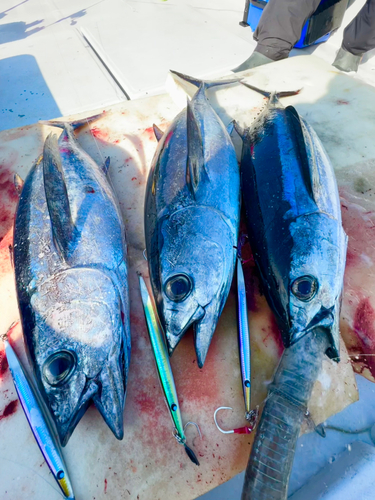 ビンチョウマグロの釣果