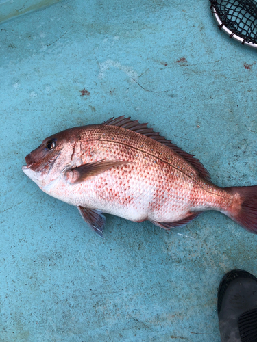 マダイの釣果