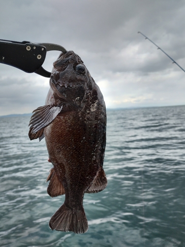 ソイの釣果