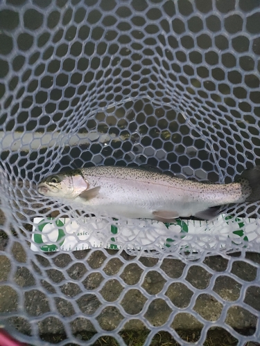 ニジマスの釣果