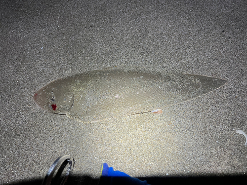 シタビラメの釣果