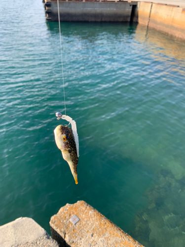 フグの釣果