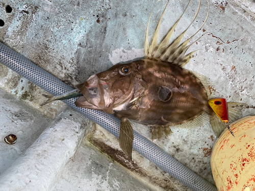 マトウダイの釣果