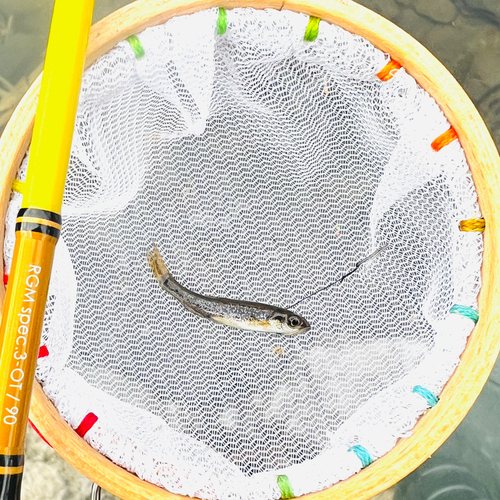 アブラハヤの釣果