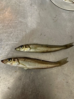 シロギスの釣果