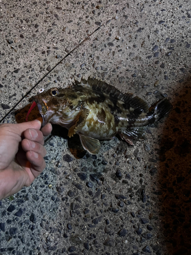 タケノコメバルの釣果