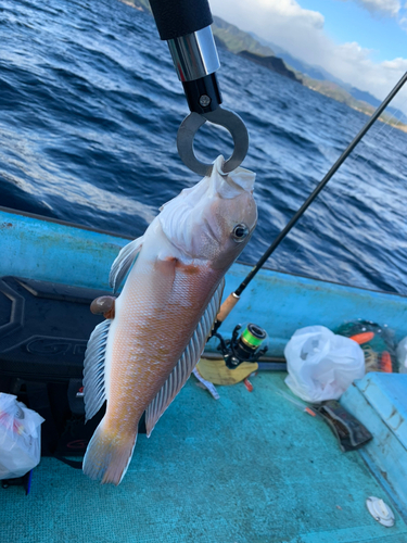 シロアマダイの釣果