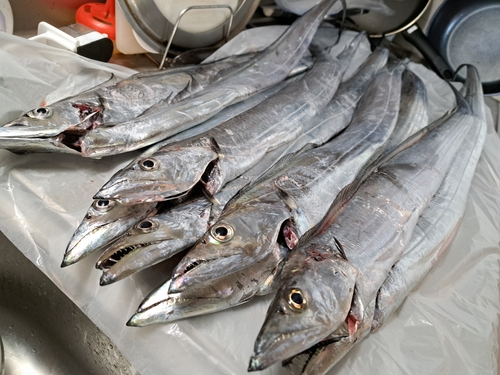 タチウオの釣果