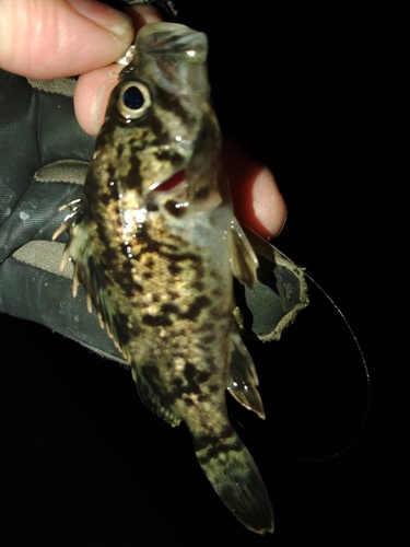 タケノコメバルの釣果