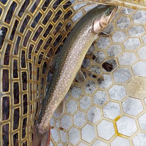 イワナの釣果