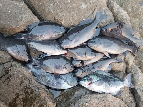 クロの釣果