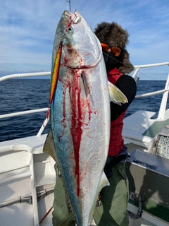 ブリの釣果