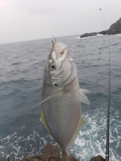 クロの釣果