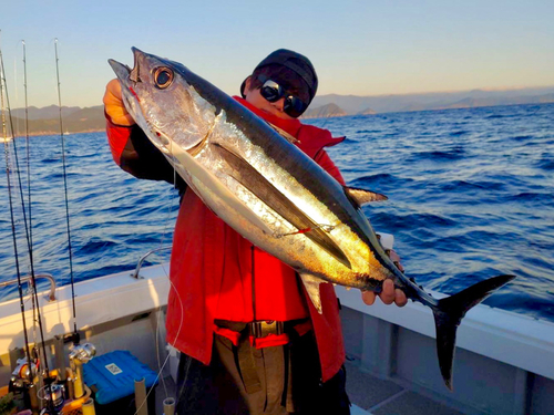 ビンチョウマグロの釣果