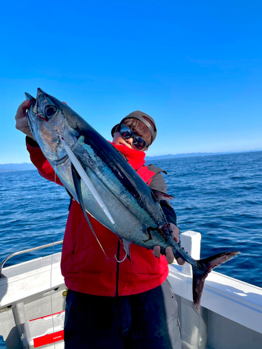 ビンチョウマグロの釣果