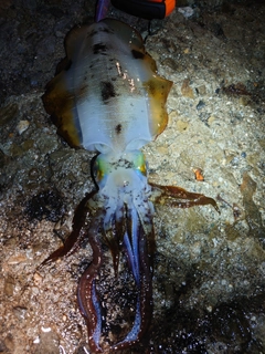 アオリイカの釣果