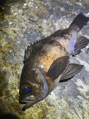 メバルの釣果