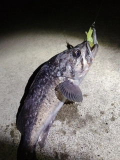 クロソイの釣果