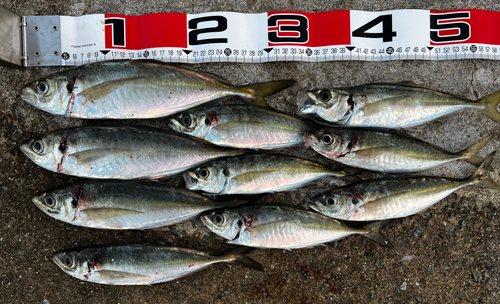 アジの釣果