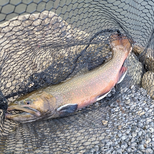 ブラウントラウトの釣果