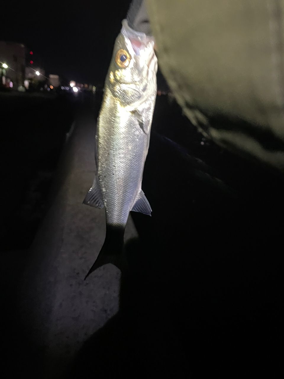 セイゴ（ヒラスズキ）