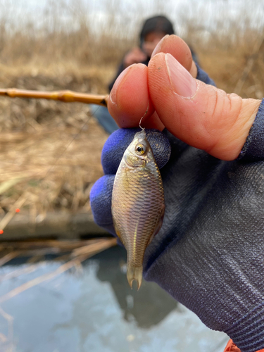 タナゴの釣果