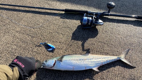 サゴシの釣果