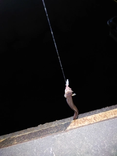 セイゴ（ヒラスズキ）の釣果