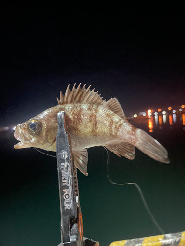 メバルの釣果