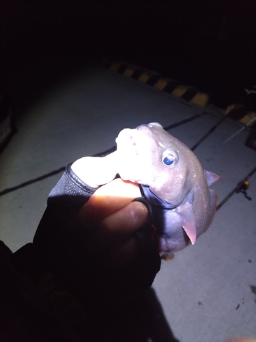 ドンコの釣果