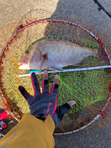 マダイの釣果