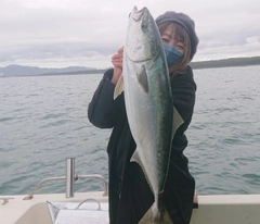 ヤズの釣果
