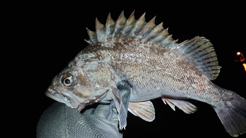 クロソイの釣果