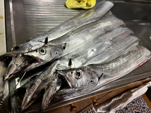 タチウオの釣果