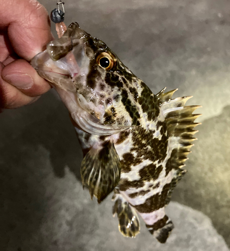 タケノコメバルの釣果