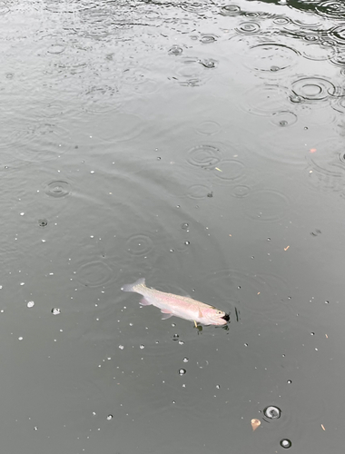 ニジマスの釣果