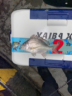 ミナミクロダイの釣果