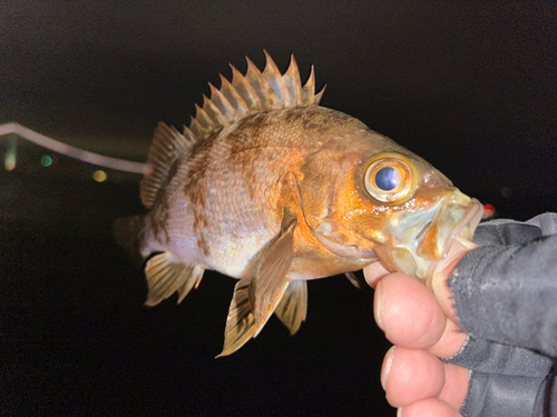 メバルの釣果