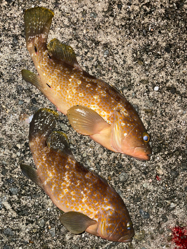 アコウの釣果