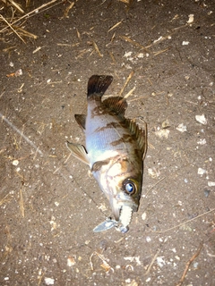 シロメバルの釣果