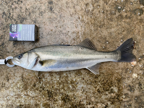 セイゴ（マルスズキ）の釣果