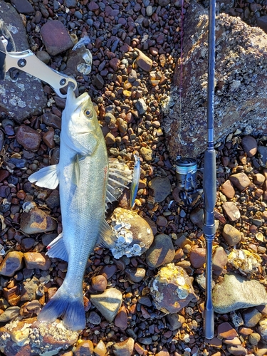 スズキの釣果