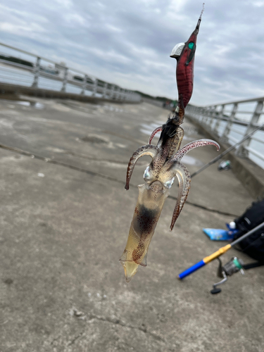 ヒイカの釣果