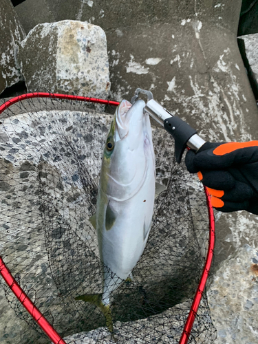 メジロの釣果