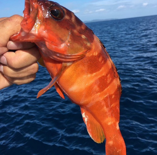 アカハタの釣果