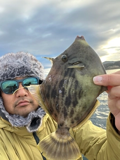 カワハギの釣果