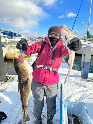 スケトウダラの釣果