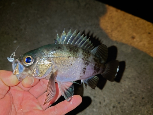 メバルの釣果